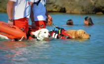 狗狗溺水怎么办 溺水后如何急救呢