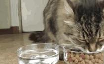 ​猫粮可不可以泡水吃（可以泡水吃）