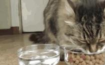 ​猫粮可不可以泡水吃（可以泡水吃）