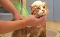 ​给猫咪洗澡分有哪些步骤