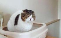 ​猫咪在家到处尿尿是怎么了