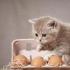 ​猫咪能不能吃鸡蛋白（最好不要吃）