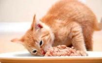 ​猫咪的胃口不好什么原因（挑食猫粮不合口味）
