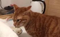 ​猫咪厌食怎么办 如何解决猫咪厌食
