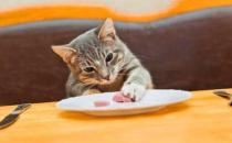 猫咪能吃橘子吗