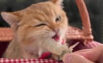 ​猫咪能吃虾吗 猫咪吃虾健康吗