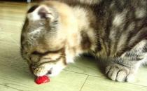 ​猫咪能吃西红柿吗
