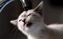 ​频繁喝水的猫咪是怎么了