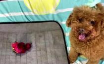 ​泰迪犬能不能吃火龙果（可以吃火龙果不能多吃）