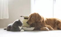 家里猫狗双全的注意了：猫咪可以吃狗粮么