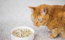 ​猫咪喂食的三种健康模式