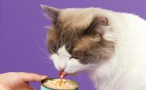 ​猫咪猫罐头多久吃一次比较合适