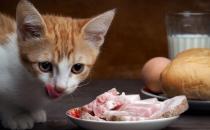 ​猫咪能吃薯条薯片吗