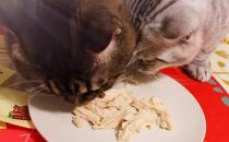 ​猫咪饮食中有哪些注意事项