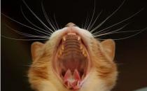 家里的猫咪嘴巴有臭味怎么办