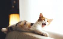 有什么办法改善猫咪的咳嗽