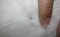 猫咪生痤疮怎么办 猫咪痤疮的原因 症状和治疗