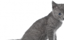 灰色的猫咪是什么品种