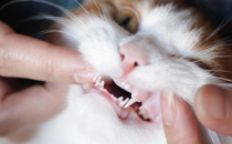 猫咪换牙期会厌食多久