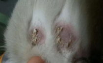 导致猫咪出现皮屑的原因有哪些