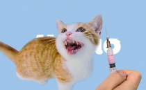 什么时候给小猫咪打疫苗比较好