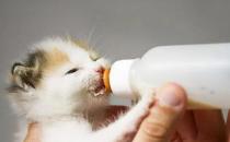 猫咪产后如何快速补钙（主要以食补为主）