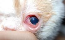  猫咪红眼的病因 症状及治疗方案
