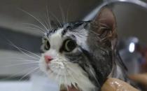 ​两个月大的猫咪可以洗澡吗