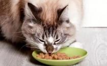 ​小猫幼猫猫粮饮食注意事项