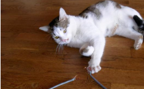 在家养猫 如何防止猫咪抓咬电线