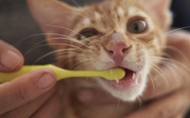 如何科学的给猫咪刷牙