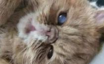 猫咪得了青光眼怎么办 如何治疗猫青光眼