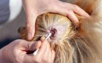 ​猫得了耳螨怎么治 治疗后还需预防复发