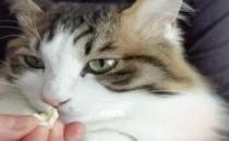 猫咪能不能吃核桃（不能吃核桃）