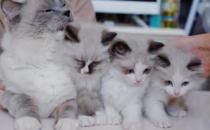 5个最安静的猫咪品种 养它们再也不怕吵闹了