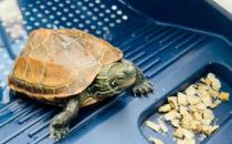 ​如何正确的喂养草龟（吃龟饲料蔬菜和水果）