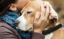 老龄犬的饲养管理方法是什么