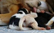 怎么照顾饲养哺乳期母犬