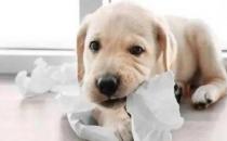 狗狗为什么爱撕纸