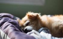 解析狗狗的睡眠习惯