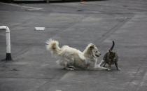 ​猫狗大战怎么处理
