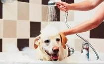 ​什么样的洗澡频率比较适合狗狗