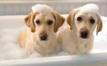 狗狗洗澡时不太乐意怎么办