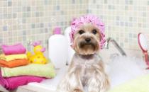 ​狗狗在冬天的时候要怎么洗澡