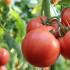 ​番茄含有哪些维生素呢