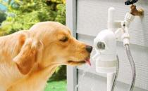 ​狗狗便秘能够多饮水吗