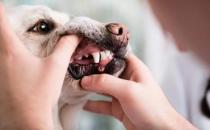​狗狗开始换牙后要注意哪些事情