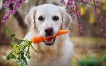 ​狗狗吃什么蔬菜能够推动排便