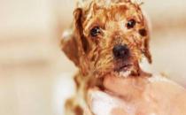 一个月大的狗狗能洗澡吗