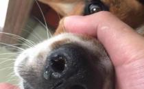 家里的狗狗总流鼻涕是怎么了